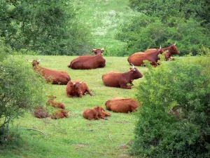 Parco Naturale Regionale dei Vulcani d'Alvernia - Valle Cheylade: mucche in un prato circondato da alberi