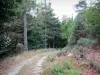 Parco Nazionale delle Cevenne - Foresta viale di alberi e vegetazione
