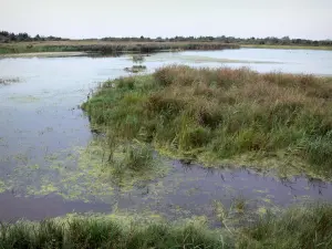 Parco ornitologico del Marquenterre - Riserva Naturale delle paludi Somme, canna