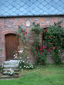 Parfondeval - Facciata di una casa di mattoni decorata con rose rampicanti in fiore (rosa) in Thiérache