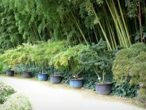 Parque de bambú de Prafrance - De bambú de Anduze (en la ciudad de Générargues), exótico jardín: árboles y bambú en maceta