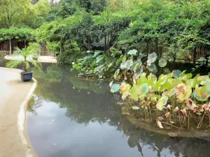 Parque de bambú de Prafrance - De bambú de Anduze (en la ciudad de Générargues), exótico jardín: jardín de agua: depósito de agua y plantas de glicina