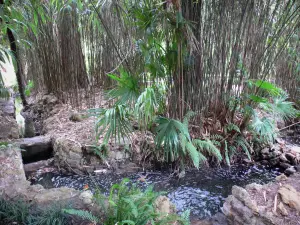 Parque de bambú de Prafrance - De bambú de Anduze (en la ciudad de Générargues), jardín exótico: el bambú en la orilla del agua