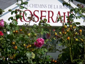 Parque Chemins de la Rose - Jardín de las Rosas: rosas y frutas (escaramujos) de rosas, Doue-la-Fontaine