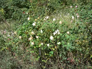 Parque Chemins de la Rose - Jardín de las Rosas: Rosas (Roses), Doue-la-Fontaine