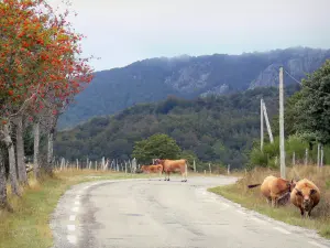 Parque Nacional de las Cevenas - Carretera de montaña, Aubrac vacas, árboles y el bosque en el fondo, en el Aigoual