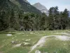 Parque Nacional de los Pirineos - Hierba (césped) y el abeto