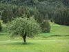 Parque Natural Regional de Alto Jura - Árbol en un prado florido y bosque de pinos