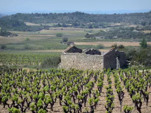 Parque Natural Regional de Alto Languedoc - Las ruinas de una cabaña de piedra, los viñedos y árboles