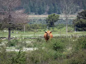 Parque Natural Regional de Alto Languedoc - Vaca en un prado, la vegetación, los árboles