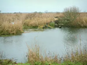 Parque Natural Regional de Brière - Mottière Grande Brière pantanos: el agua y cañaverales