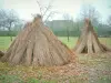 Parque Natural Regional de Brière - Reed se deriva (de paja), pradera salpicada de hojas muertas y árboles