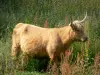 Parque Natural Regional de los Bucles del Sena Normando - Marais-Vernier: Highland vaca en un prado Ganado