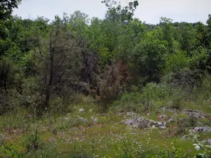 Parque Natural Regional de Causses du Quercy - Flores silvestres, arbustos y árboles