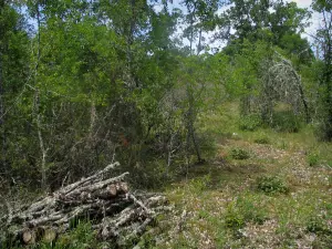 Parque Natural Regional de Causses du Quercy - Cortar la madera, los árboles y la vegetación