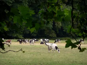 Parque Natural Regional de Gâtinais Francés - Rebaño de vacas en un prado, y las ramas de un árbol en primer plano