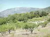 Parque Natural Regional de las Baronías  - Paisaje verde desde la carretera del Col de Fontaube