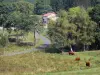 Parque Natural Regional Livradois-Forez - Las vacas en un pastizal y arbolado de carreteras y casas