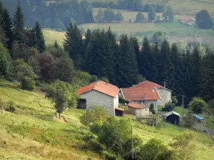 Parque Natural Regional Livradois-Forez - Los pastizales, casas de piedra, pinos y