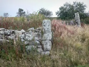 Parque Natural Regional Livradois-Forez - Los restos de un muro de piedra, los árboles y la vegetación