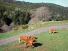 Parque Natural Regional dos Montes d'Ardèche - Vacas em um pasto à beira de uma estrada, à beira de uma floresta