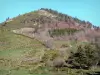 Parque Natural Regional dos Montes d'Ardèche - Pastagens e árvores
