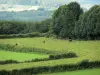 Parque Natural Regional de Morvan - Vacas en un prado, árboles y bosques