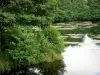 Parque Natural Regional de Morvan - Estanque rodeado de árboles