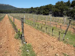 Parque Natural Regional de la Narbonesa en el Mediterráneo - La Clape: parcela de viñas rodeadas de bosque