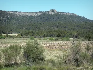 Parque Natural Regional de la Narbonesa en el Mediterráneo - La Clape: escarpe rocoso situado en la parte superior de la que destaca la torre de la Vigie, y la parte superior con el paquete de la vid