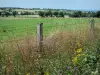 Parque Natural Regional Normandie-Maine - Flores silvestres en el borde de un prado cerrado