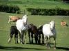 Parque Natural Regional de Perche - Los caballos en una pradera