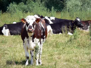 Parque Natural Regional de Perche - Vacas en un prado