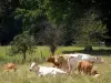 Parque Natural Regional de Perche - Vacas en un prado