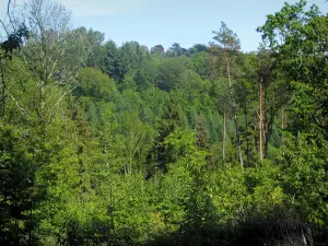 Parque Natural Regional Perigord-Lemosín - Los árboles en un bosque