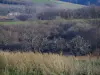 Parque Natural Regional de Pilat - Hierba en el primer plano, los árboles y los pastos