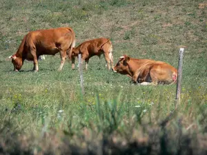Parque Natural Regional de los Pirineos de Ariège - Vacas en un prado de flores, en Plantaurel