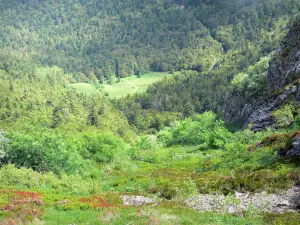 Parque Natural Regional de los Volcanes de Auvernia - Montes del Cantal: paisaje boscoso