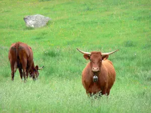 Parque Natural Regional de los Volcanes de Auvernia - Vacas en un prado