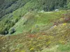 Parque Natural Regional de los Volcanes de Auvernia - Flora de las montañas de Cantal