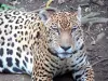 Parque zoológico y botánico de las Mamelles - Jaguar Zoo Guadalupe ; en la isla de Basse - Terre