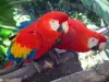 Parque zoológico y botánico de las Mamelles - Loros guacamayos escarlata