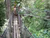 Parque zoológico y botánico de las Mamelles - Caminar en los árboles con vistas al dosel de la selva