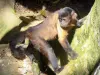 Parque zoológico y botánico de las Mamelles - mono