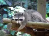 Parque zoológico y botánico de las Mamelles - mapache