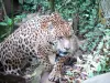 Parque zoológico y botánico de las Mamelles - jaguar