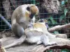 Parque zoológico y botánico de las Mamelles - monos
