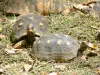 Parque zoológico y botánico de las Mamelles - Charbonnières tortugas