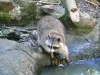 Parque zoológico y botánico de las Mamelles - mapache