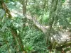 Parque zoológico y botánico de las Mamelles - Sendero en el corazón de la selva